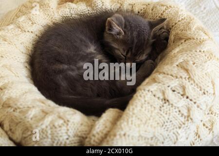 Braun gestreifte Kitty schläft auf gestricktem Wollbeige karierten. Kleine süße flauschige Katze. Gemütliches Zuhause. Stockfoto