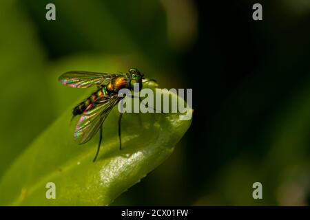 Nahaufnahme eines CondyloStylus caudatus fliegen auf einem Blatt. Das Makrolinsenbild zeigt die Details des schlanken, haarigen Gehäuses, der leuchtenden metallisch-grünen Farbe und Stockfoto