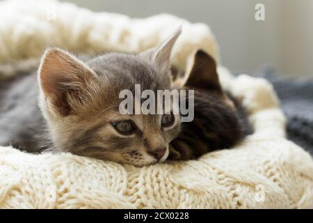 Zwei braun gestreifte Katzen Kätzchen schlafen auf gestrickten Wollbeige karierten. Kleine süße flauschige Katze. Gemütliches Zuhause. Stockfoto