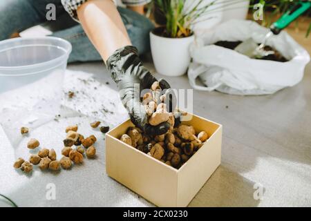 Frau verpflanzt Blumen in größeren Töpfen zu Hause Stockfoto