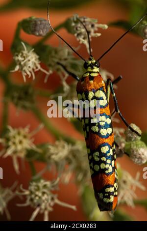 Makroaufnahme einer Ailanthus Webworm Moth (Atteva Aurea) auf weißen, gemeinen Knochenblüten. Diese Motte hat schöne samtig orange Flügel mit weißen floralen Stockfoto