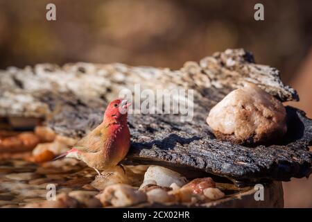 Rotschnabel Feuerfink Männchen im Wasserteich im Kruger Nationalpark, Südafrika; Artie Familie Lagonosticta senegala von Estrildidae Stockfoto