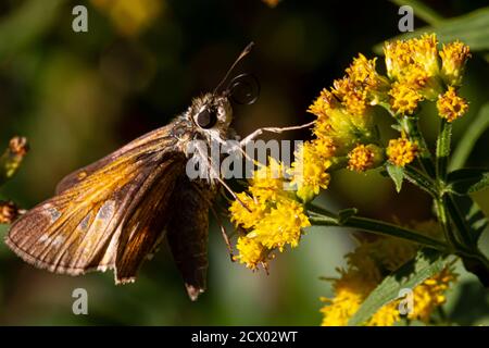 Nahaufnahme isoliertes Makrobild eines männlichen Atalopedes campestris (Sachem) Schmetterlings auf gelber Blume. Das Insekt ist voll mit Pollen bedeckt. Es ist su Stockfoto