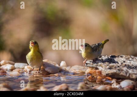 Zwei Dorfweber stehen im Wasserloch im Kruger Nationalpark, Südafrika; specie Ploceus cucullatus Familie von Ploceidae Stockfoto