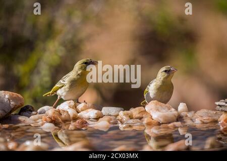 Zwei Dorfweber stehen im Wasserloch im Kruger Nationalpark, Südafrika; specie Ploceus cucullatus Familie von Ploceidae Stockfoto