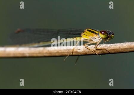 Nahaufnahme isoliertes Makrobild einer Ischnura postita (fragile forktail) eine Damselfliege, die etwa 25 mm groß ist und in den östlichen USA beheimatet ist. Dieses Gelb Stockfoto