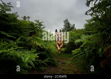 Glücklicher Hund, der auf die Kamera auf einem Weg zwischen hohen Bracken, Großbritannien, zuläuft Stockfoto