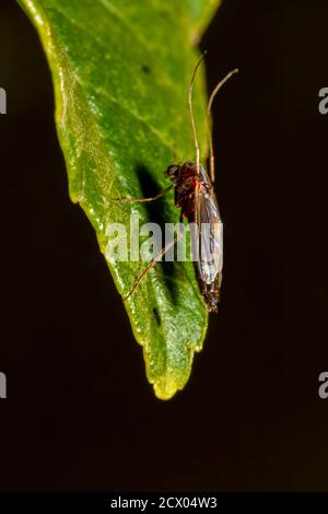 Seitenansicht einer Stelzenbeine (Mitglied von Micropezidae), die auf vier Beinen auf einem Blatt steht. Diese winzigen Fliegen sind etwa 3- 16 mm groß und heben ihre Stockfoto