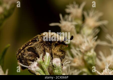 Makrofotografie eines haarigen dunkelbraunen Blütenkäfer (eine Unterteilung von Skarabäen) auf weißer gemeiner Knochenblüte. Diese Bugs führen Biene wie Stockfoto