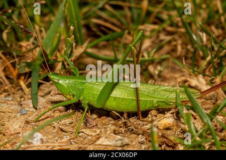 Conocephalus fasciatus (schlanke Wiese katydid) ist eine grüne katydid aus Nordamerika. Es ahmt die Form der grünen Blätter mit seiner grünen Schrägverformung nach Stockfoto