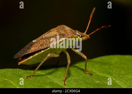 Makrobild eines südgrünen Stinkwanzes (nezara viridula) auf einem grünen Blatt. Es hat braune Herbstfärbung. Es ist ein wirtschaftlich wichtiger Schädling tha Stockfoto