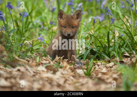 Wild Fox Cub (Vulpes Vulpes) sitzt in Bluebells. Hemsted Forest in der Nähe von Cranbrooke Kent. 07.05.06. Stockfoto