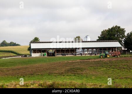 Knoxville, MD, USA 09/27/2020: In der Fabrik gezüchttes Vieh, das auf kleinem Raum und auf einem Futterplatz gehalten wird. Es gibt Grünland und einen grünen Traktor beim Tierhaus Stockfoto