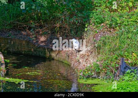 Ein grauer Reiher, Ardea Cinerea, der an einem kleinen Bach in der Landschaft von Surrey in Großbritannien hergeht Stockfoto
