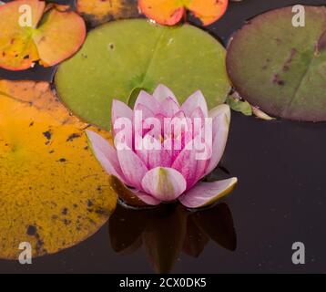 Nymphaea James Hudson, Hardy Water Lily Stockfoto