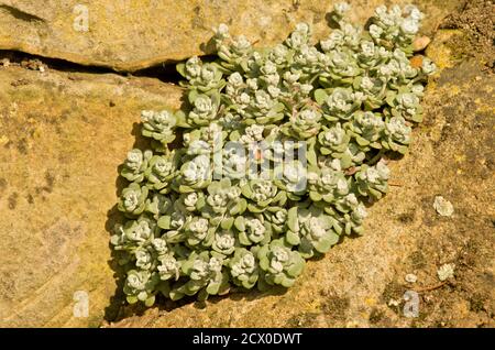 Sedum spathulifolium 'Cape Blanco' Stockfoto