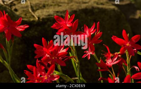 Hesperantha coccinea, Flusslilie oder Karmesinflagge Lilie Stockfoto