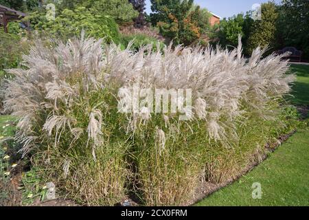 Miscanthus sinensis 'kleine Fontäne' Stockfoto