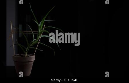 aloe Tree Blume auf schwarzem Hintergrund mit freiem Platz Stockfoto