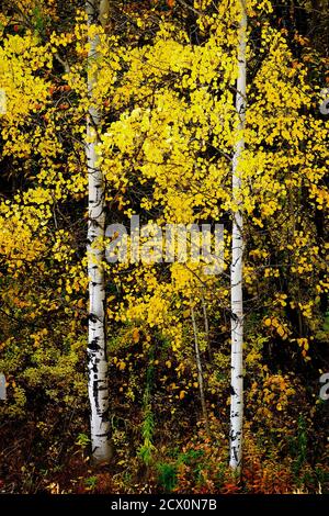 Herbst Aspen Bäume fallen Farben goldene Blätter und weiße Rinde Stamm Stockfoto