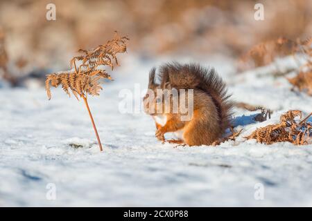 Eurasische Rothörnchen füttern & spielen auf dem schneebedeckten Boden, geschützt vor dem kalten Wetter mit seinem Wintermantel & Schwanz Stockfoto