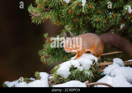 Eine eurasische Eichhörnchen füttern und spielen in den schneebedeckten Zweigen der Pinie, vom kalten Wetter mit ihren Wintermäntel geschützt Stockfoto