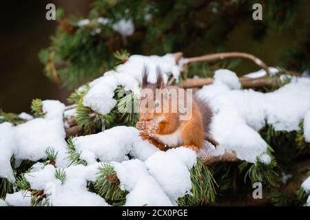 Eine eurasische Eichhörnchen füttern und spielen in den schneebedeckten Zweigen der Pinie, vom kalten Wetter mit ihren Wintermäntel geschützt Stockfoto