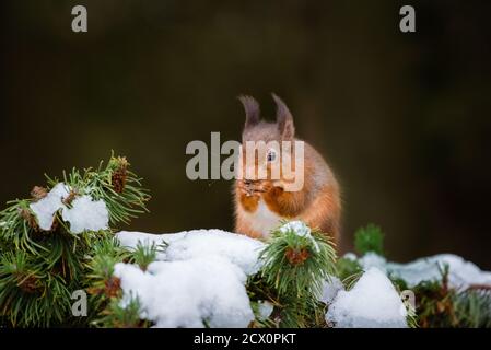 Eine eurasische Eichhörnchen füttern und spielen in den schneebedeckten Zweigen der Pinie, vom kalten Wetter mit ihren Wintermäntel geschützt Stockfoto