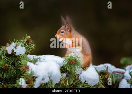 Eine eurasische Eichhörnchen füttern und spielen in den schneebedeckten Zweigen der Pinie, vom kalten Wetter mit ihren Wintermäntel geschützt Stockfoto