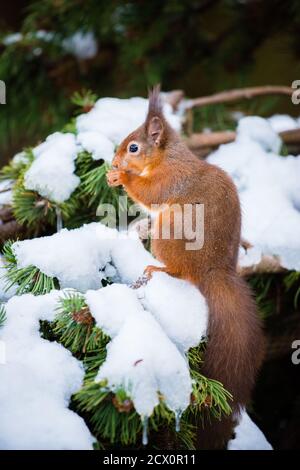 Eine eurasische Eichhörnchen füttern und spielen in den schneebedeckten Zweigen der Pinie, vom kalten Wetter mit ihren Wintermäntel geschützt Stockfoto