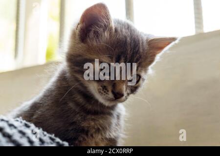 Verlassene Katze im Käfig. Tierheim. Hoffnung auf Haustieradoption. Stockfoto