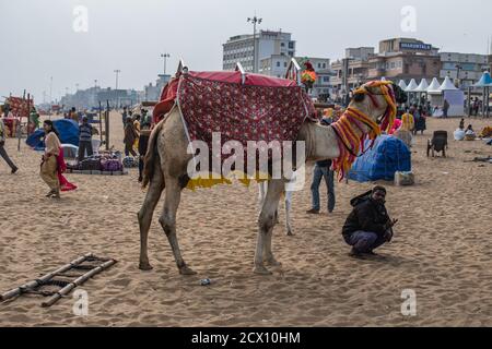 Puri, Indien - 3. Februar 2020: Ein dekoriertes Kamel am Strand mit unbekannten Menschen in seiner Umgebung am 3. Februar 2020 in Puri, Indien Stockfoto