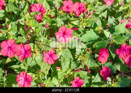 Nahaufnahme von vier Uhr Blume, von Peru bestaunen, Mirabilis jalapa Stockfoto