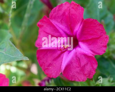 Nahaufnahme von vier Uhr Blume, von Peru bestaunen, Mirabilis jalapa Stockfoto