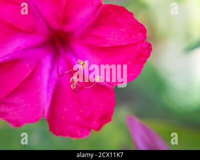 Nahaufnahme von vier Uhr Blume, von Peru bestaunen, Mirabilis jalapa Stockfoto