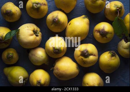 Eine Gruppe von frischen Bio-Quitten auf blauem Hintergrund Stockfoto