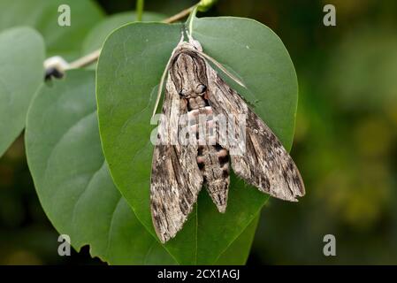 Motte, Hawk Moth, Sphingidae, Natur, Insekt, Schweiz, Agrius convolvuli, convolvulus Hawk-Motte Stockfoto