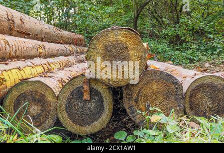Gesägte Bäume im Eutin Stadtwald, Deutschland Stockfoto