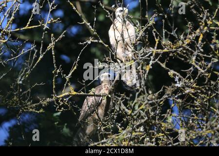 Bussard-Bussard (Buteo buteo) Stockfoto