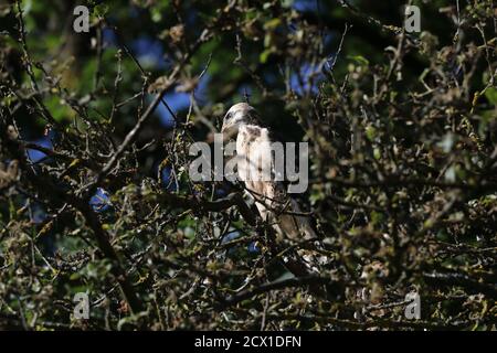 Bussard-Bussard (Buteo buteo) Stockfoto