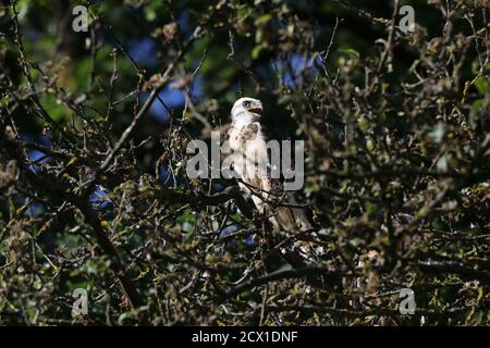 Bussard-Bussard (Buteo buteo) Stockfoto