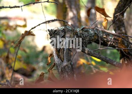 Gekrümmter Zweig. Grauer Baum im Herbst. Unscharfer Hintergrund. Stockfoto