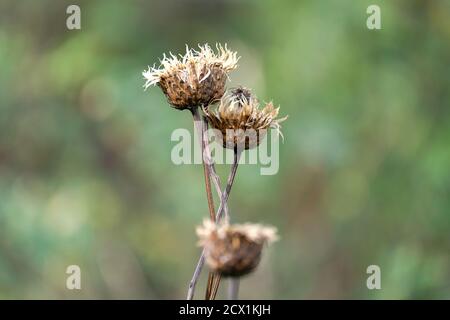 Trockene Blume auf grünem Hintergrund. Trockenes Herbstgras mit Samen in der Mitte. Stockfoto