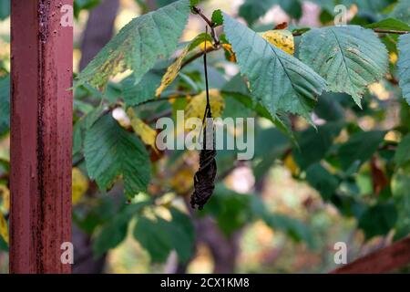 Getrocknetes trockenes Blatt in der Mitte. Grüne Blätter der Ulme im Herbst. Unscharfer Hintergrund. Stockfoto