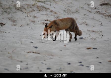 Rotfuchs (Vulpes vulpes) sucht am ostseestrand nach Futter Stockfoto