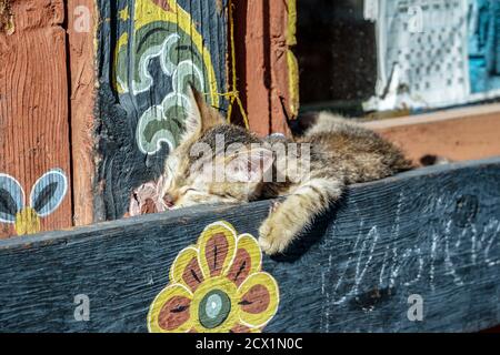 Katze schläft im Sonnenlicht auf einem Fensterrahmen in Paro, Bhutan Stockfoto