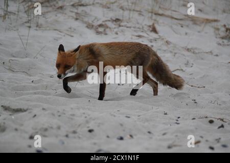 Rotfuchs (Vulpes vulpes) sucht am ostseestrand nach Futter Stockfoto