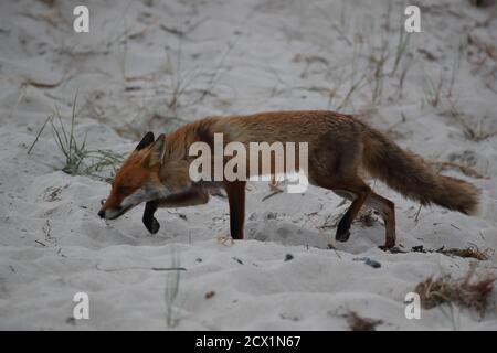 Rotfuchs (Vulpes vulpes) sucht am ostseestrand nach Futter Stockfoto