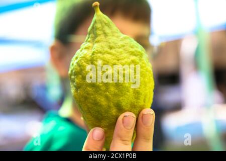 Die Hände des religiösen Mannes halten eine Zitrone, ein Etrog, eine traditionelle Frucht für Sukkot Stockfoto