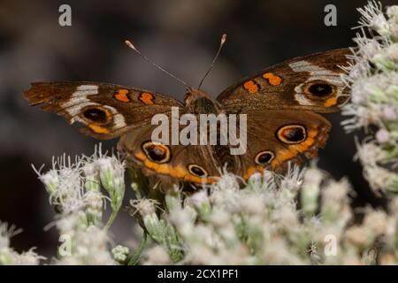 Nahaufnahme Makrolinsenaufnahme eines gewöhnlichen buckeye-Schmetterlings (Junonia coenia) auf gemeinen Boneset-Wildblumen. Dies ist ein brauner Schmetterling mit samtigen Flügeln Stockfoto